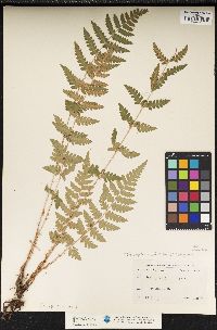 Dryopteris cristata image