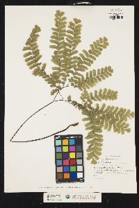 Adiantum pedatum image