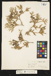 Thuja occidentalis image