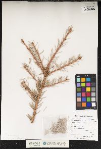 Picea pungens image