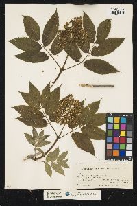 Sambucus racemosa image