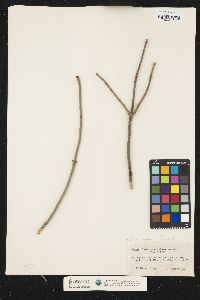 Sambucus racemosa image