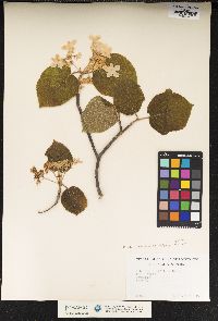 Viburnum lantanoides image