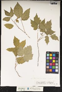 Toxicodendron radicans image