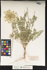 Daucus carota image