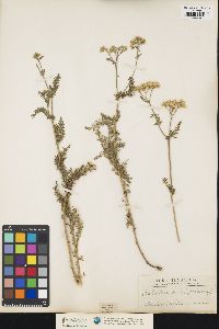 Achillea millefolium image