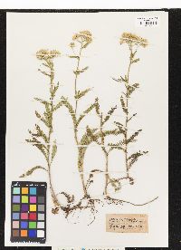 Achillea millefolium image