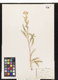 Achillea millefolium image