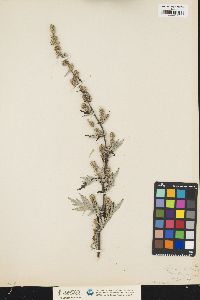 Artemisia vulgaris image