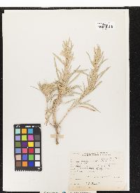 Image of Artemisia cana