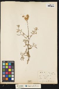 Image of Centaurea aspera
