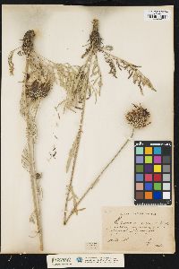 Image of Centaurea atropurpurea