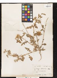 Image of Centaurea seridis