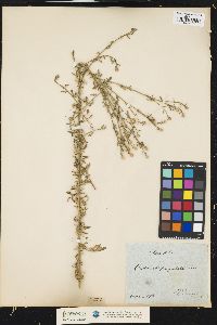 Image of Centaurea paniculata