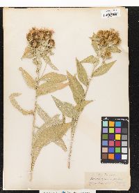 Image of Centaurea stenolepis