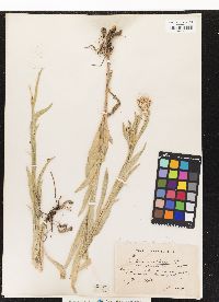 Image of Centaurea triumfettii