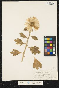 Image of Leucanthemum maximum