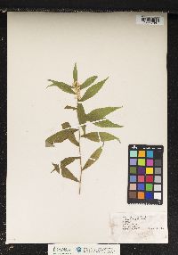 Solidago caesia image