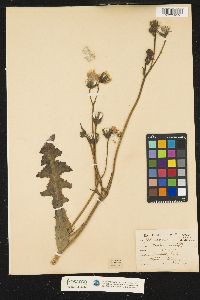 Sonchus arvensis image