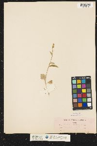 Image of Lactuca integrifolia