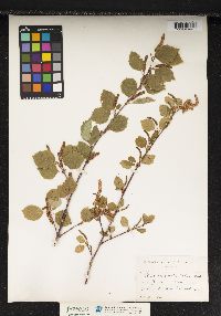 Image of Betula occidentalis
