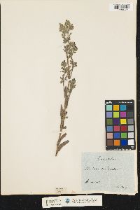 Image of Anchusa undulata