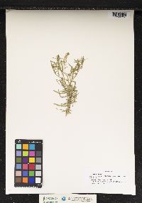 Lepidium virginicum image