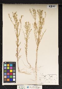 Lepidium virginicum image