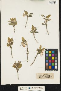 Lonicera canadensis image