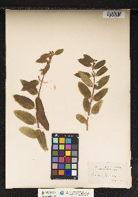 Lonicera japonica image