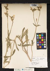 Image of Silene latifolia