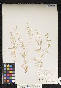 Stellaria borealis ssp. borealis image