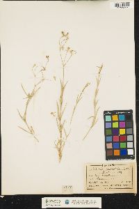 Image of Stellaria palustris