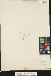 Image of Stellaria filiformis