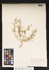 Chenopodium glaucum image