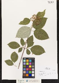 Cornus rugosa image