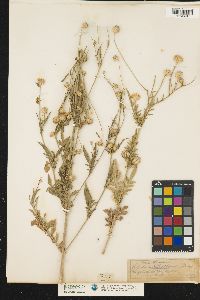 Image of Cephalaria transsylvanica