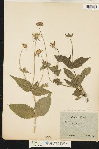 Image of Knautia dipsacifolia