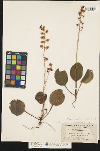 Pyrola americana image