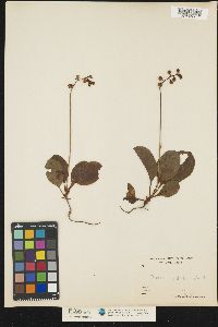 Pyrola elliptica image