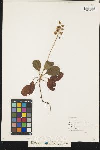 Pyrola elliptica image