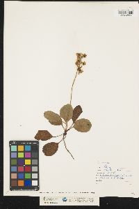 Pyrola elliptica image