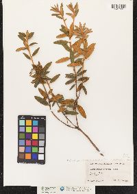 Ledum groenlandicum image