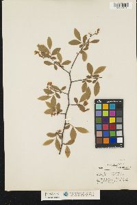 Vaccinium corymbosum image