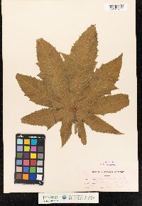 Ricinus communis image