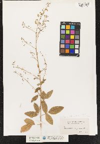 Desmodium obtusum image