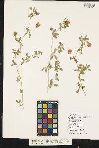 Trifolium aureum image