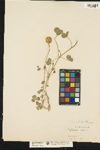 Trifolium repens image