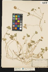 Trifolium repens image