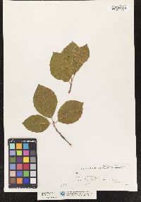 Fagus sylvatica image